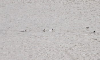 2020年12月3日(木) 芝川第一調節池(芝川貯水池)の野鳥観察記録