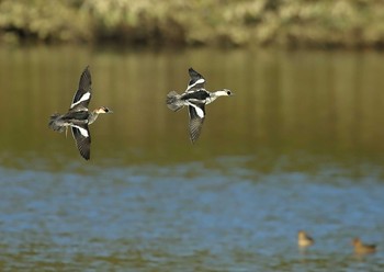 Smew 愛知県 Sun, 11/29/2020