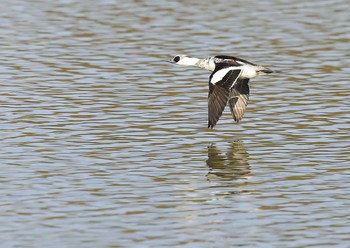 Smew 愛知県 Sun, 11/29/2020