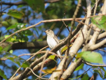 エゾビタキ 錦織公園 2016年10月24日(月)