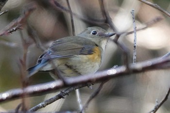 2020年12月3日(木) 豊田市自然観察の森の野鳥観察記録