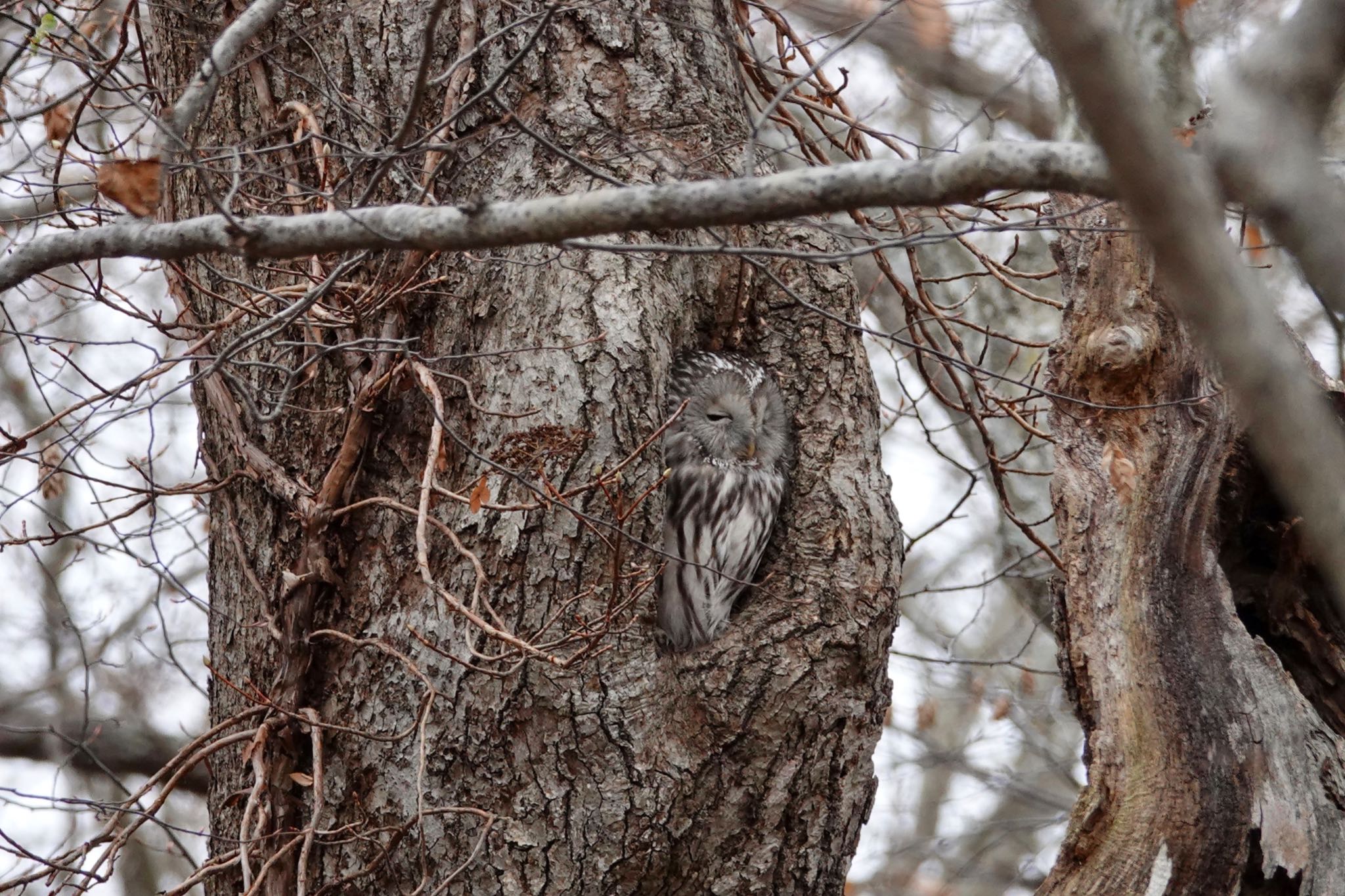 Ural Owl(japonica)