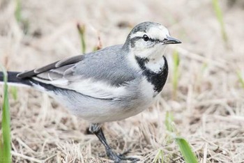 ハクセキレイ 東京港野鳥公園 2016年10月23日(日)