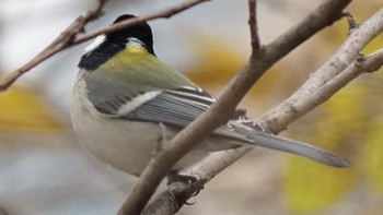 シジュウカラ 芝川第一調節池(芝川貯水池) 2020年12月3日(木)