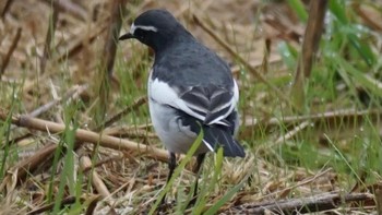 セグロセキレイ 芝川第一調節池(芝川貯水池) 2020年12月3日(木)