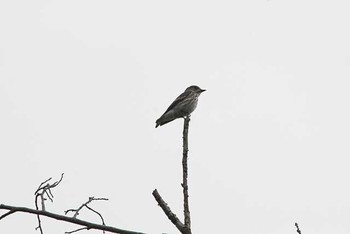 エゾビタキ 東京港野鳥公園 2016年10月23日(日)