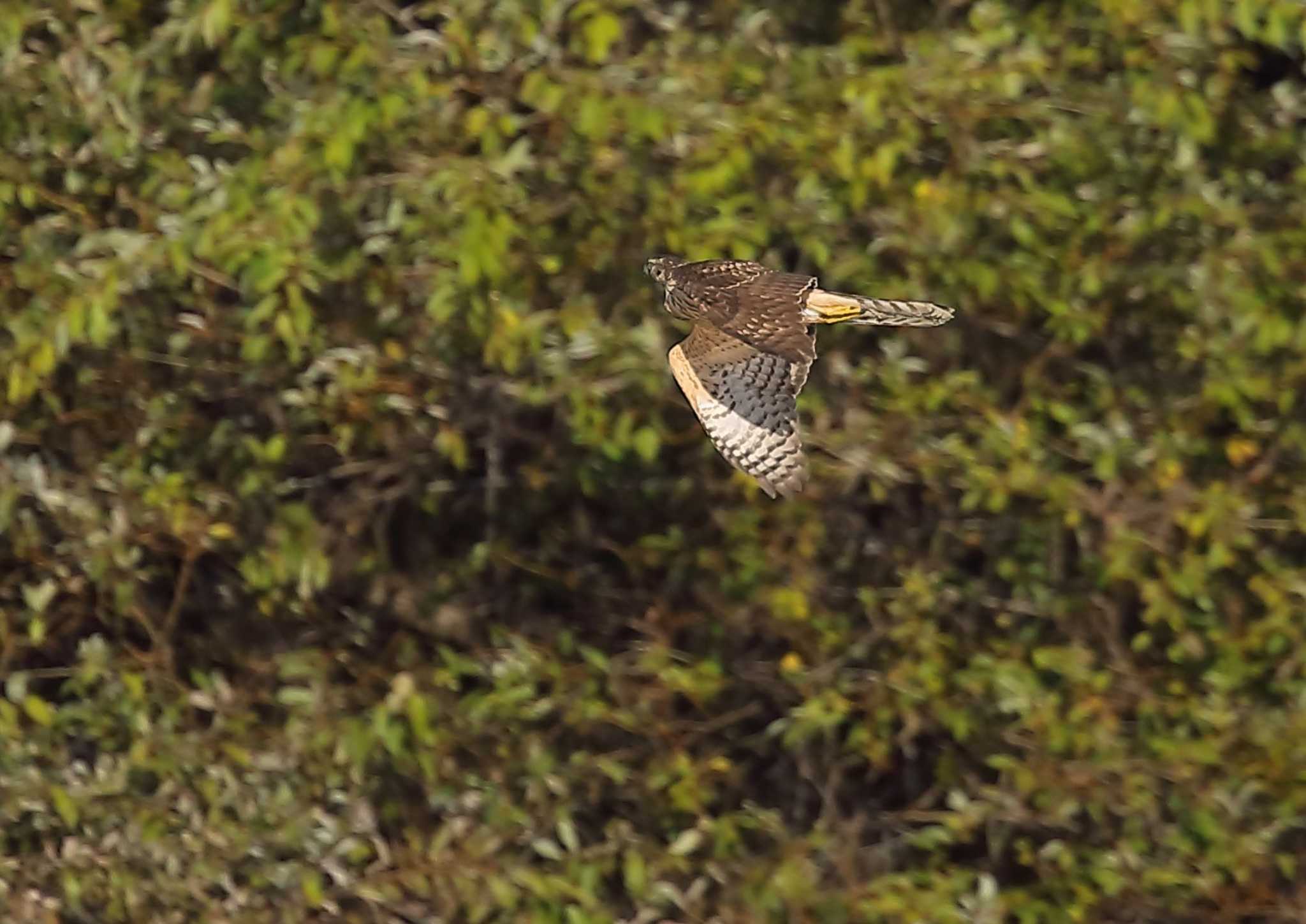 Photo of Eurasian Goshawk at 愛知県 by ma-★kun