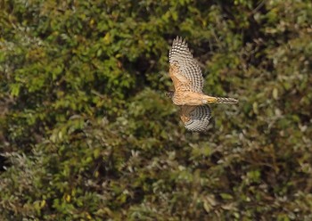 Eurasian Goshawk 愛知県 Sun, 11/29/2020