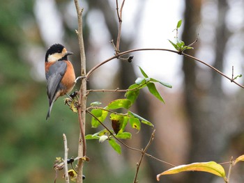 2020年11月22日(日) 丸火自然公園の野鳥観察記録