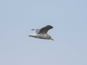 Vega Gull 千住桜木自然地 (東京都足立区) Sun, 11/29/2020