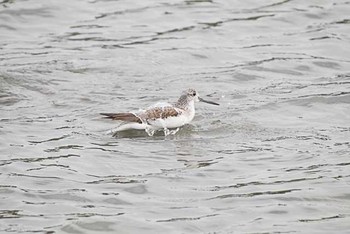 ソリハシシギ 東京港野鳥公園 2016年10月23日(日)