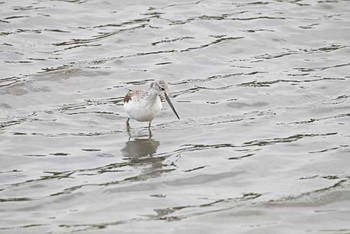 ソリハシシギ 東京港野鳥公園 2016年10月23日(日)