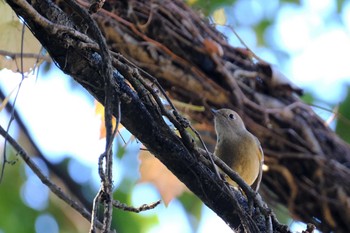 Daurian Redstart Tokyo Port Wild Bird Park Sat, 11/28/2020