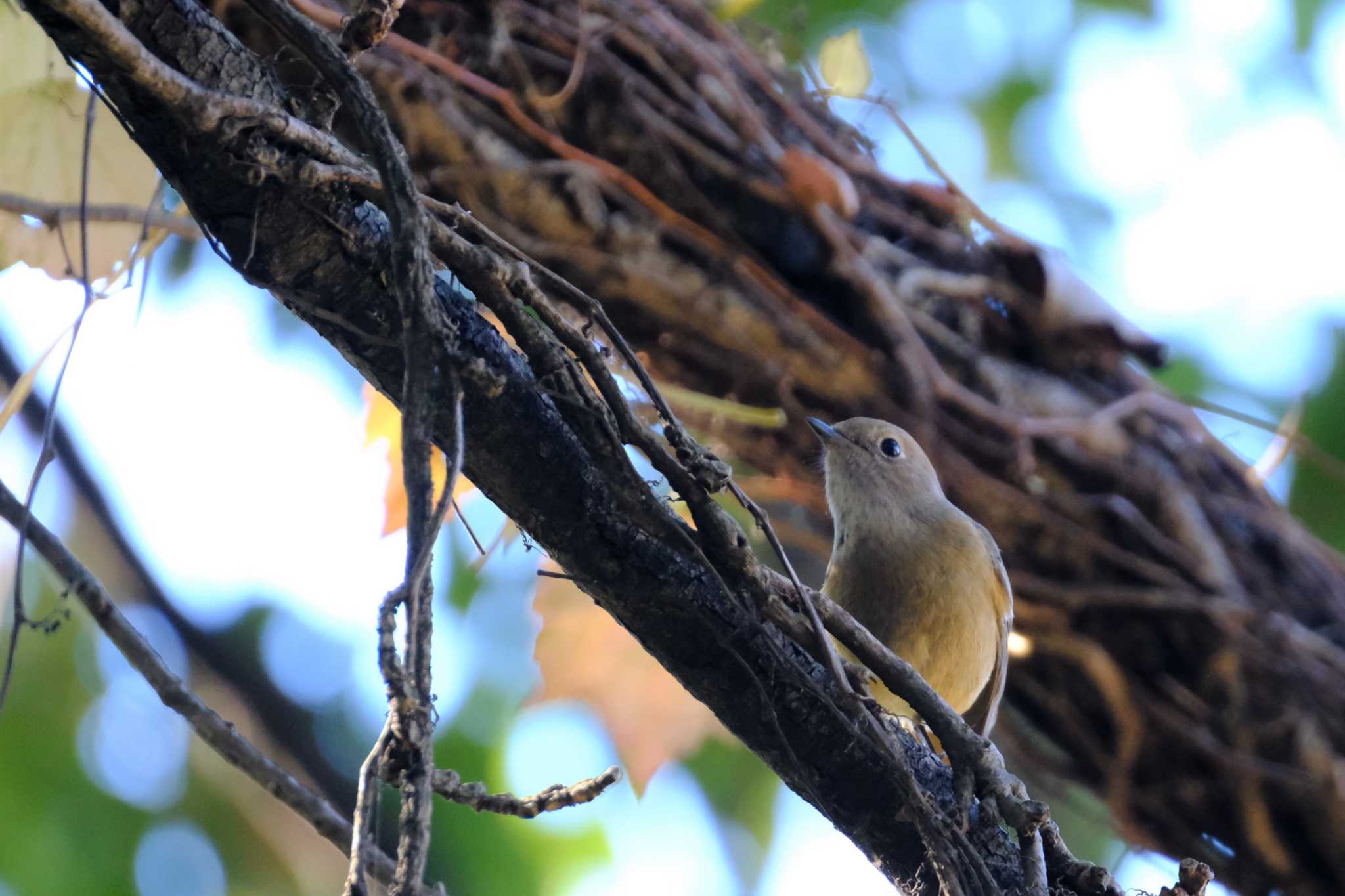 東京港野鳥公園 ジョウビタキの写真 by toru