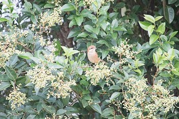 モズ 東京港野鳥公園 2016年10月23日(日)