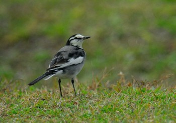 White Wagtail 馬見丘陵公園 Thu, 12/3/2020