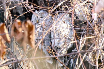 2020年12月1日(火) 大津漁港(中津郡豊頃町)の野鳥観察記録