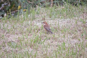 モズ 東京港野鳥公園 2016年10月23日(日)