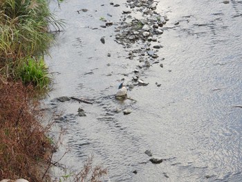 2020年12月4日(金) 浅川の野鳥観察記録