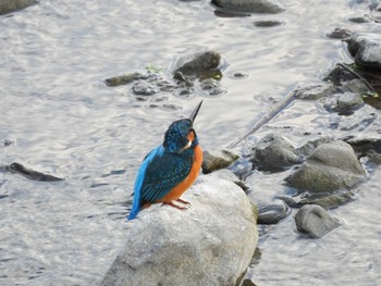 Common Kingfisher 浅川 Fri, 12/4/2020