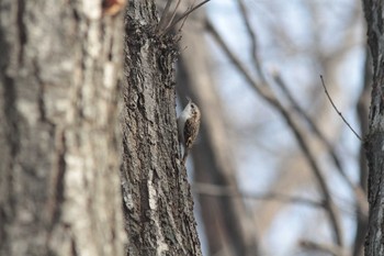 Eurasian Treecreeper Asahiyama Memorial Park Fri, 12/4/2020