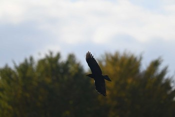 未同定 根岸森林公園(横浜市) 2020年12月4日(金)