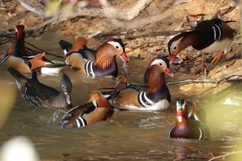 2020年12月3日(木) 勅使池(豊明市)の野鳥観察記録