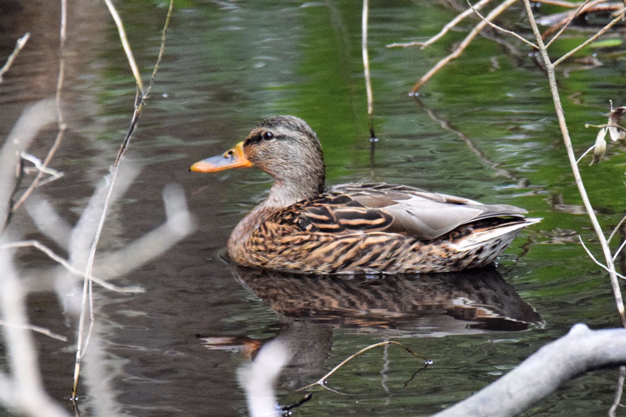 Mallard