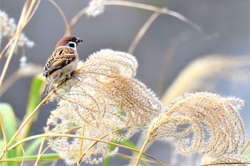 Eurasian Tree Sparrow 伊豆諸島北部 Fri, 12/4/2020