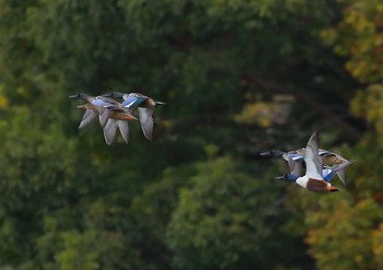 ハシビロガモ 愛知県 2020年11月29日(日)