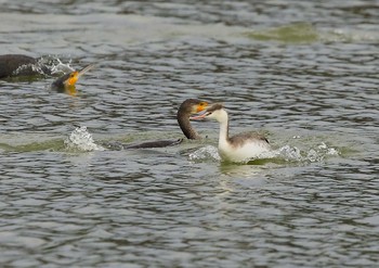 Great Crested Grebe 愛知県 Sun, 11/29/2020