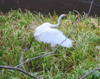 2020年12月4日(金) 千歳川の野鳥観察記録