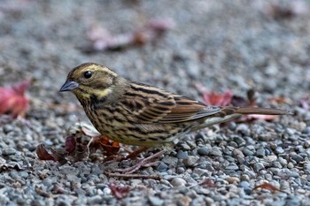 2020年12月4日(金) 明治神宮の野鳥観察記録