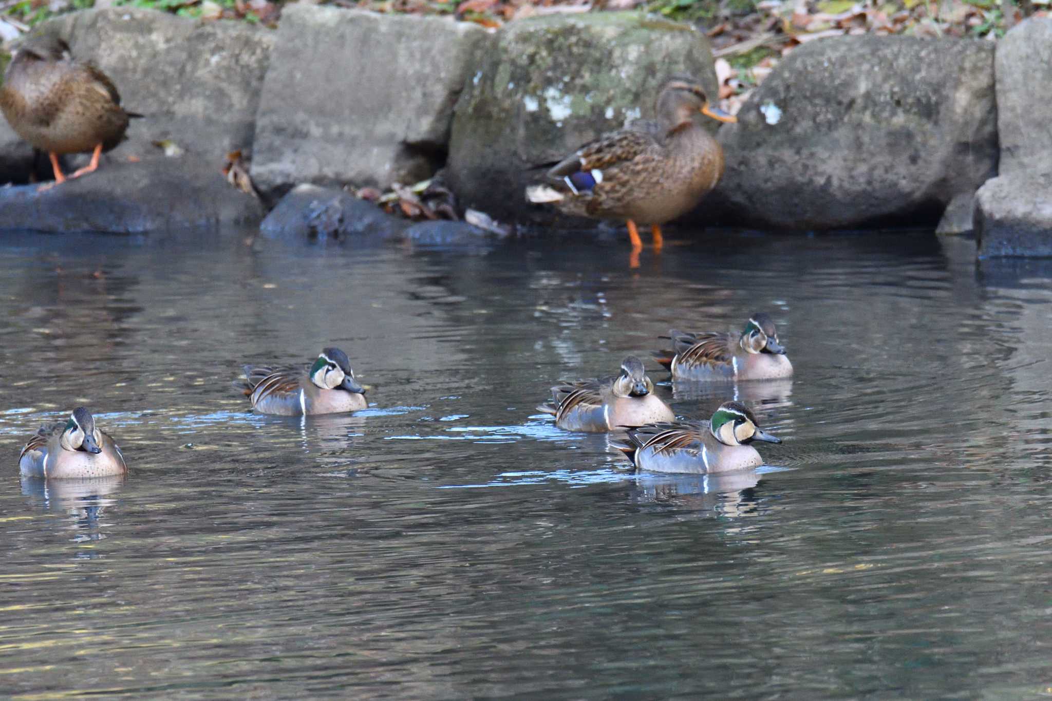 神奈川県 トモエガモの写真 by Tosh@Bird