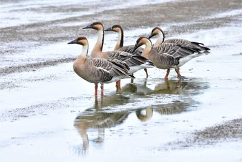 Fri, 12/4/2020 Birding report at Ishigaki Island