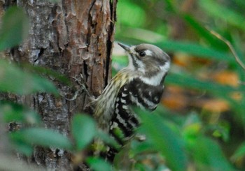 コゲラ 馬見丘陵公園 2020年12月3日(木)