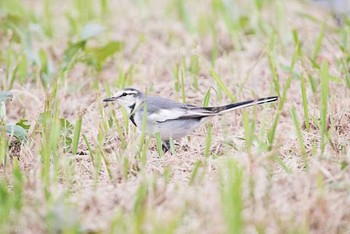 ハクセキレイ 東京港野鳥公園 2016年10月23日(日)