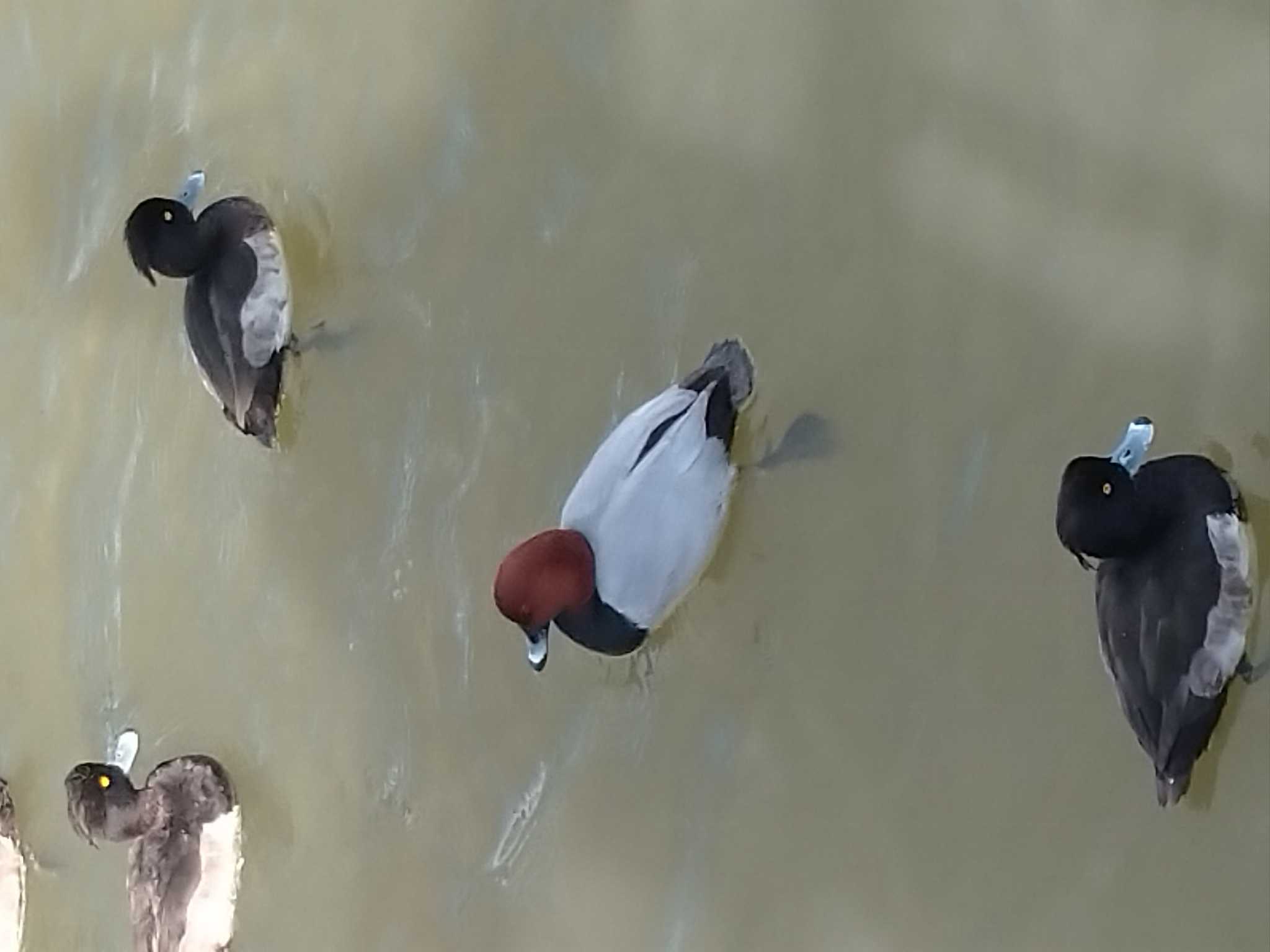 Photo of Common Pochard at 清水船越堤公園 by つちいなご