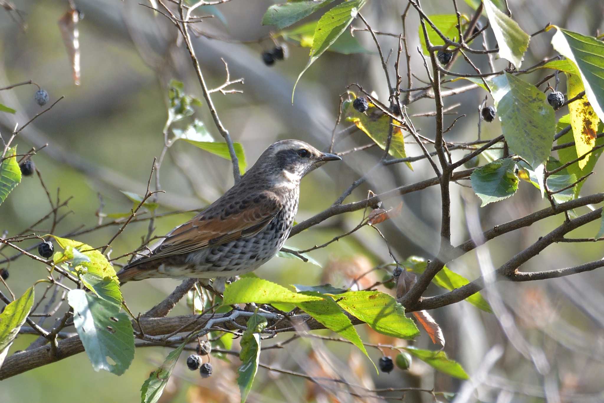 権現山(弘法山公園) ツグミの写真 by Tosh@Bird