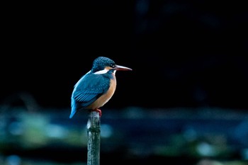 カワセミ 明治神宮 2020年12月4日(金)