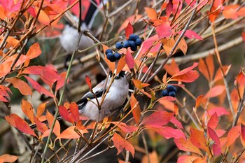 エナガ 若山ダム(石川県珠洲市) 2020年12月4日(金)