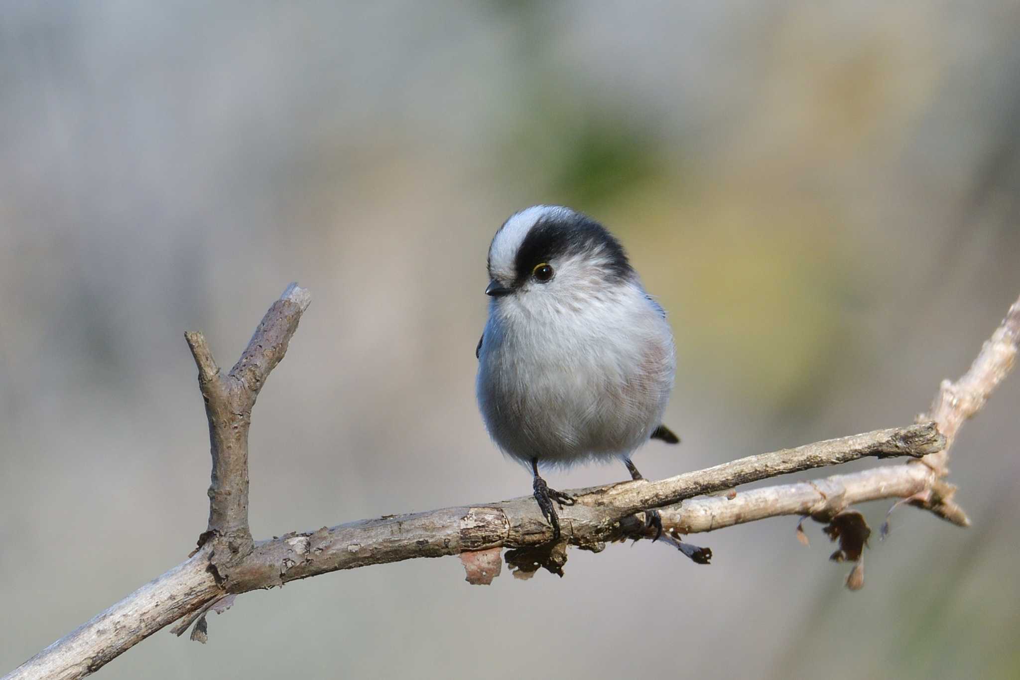 権現山(弘法山公園) エナガの写真 by Tosh@Bird