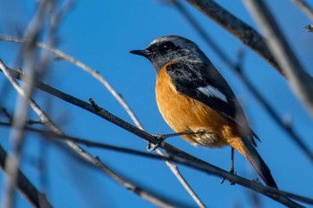 Daurian Redstart 馬見丘陵公園 Fri, 12/4/2020