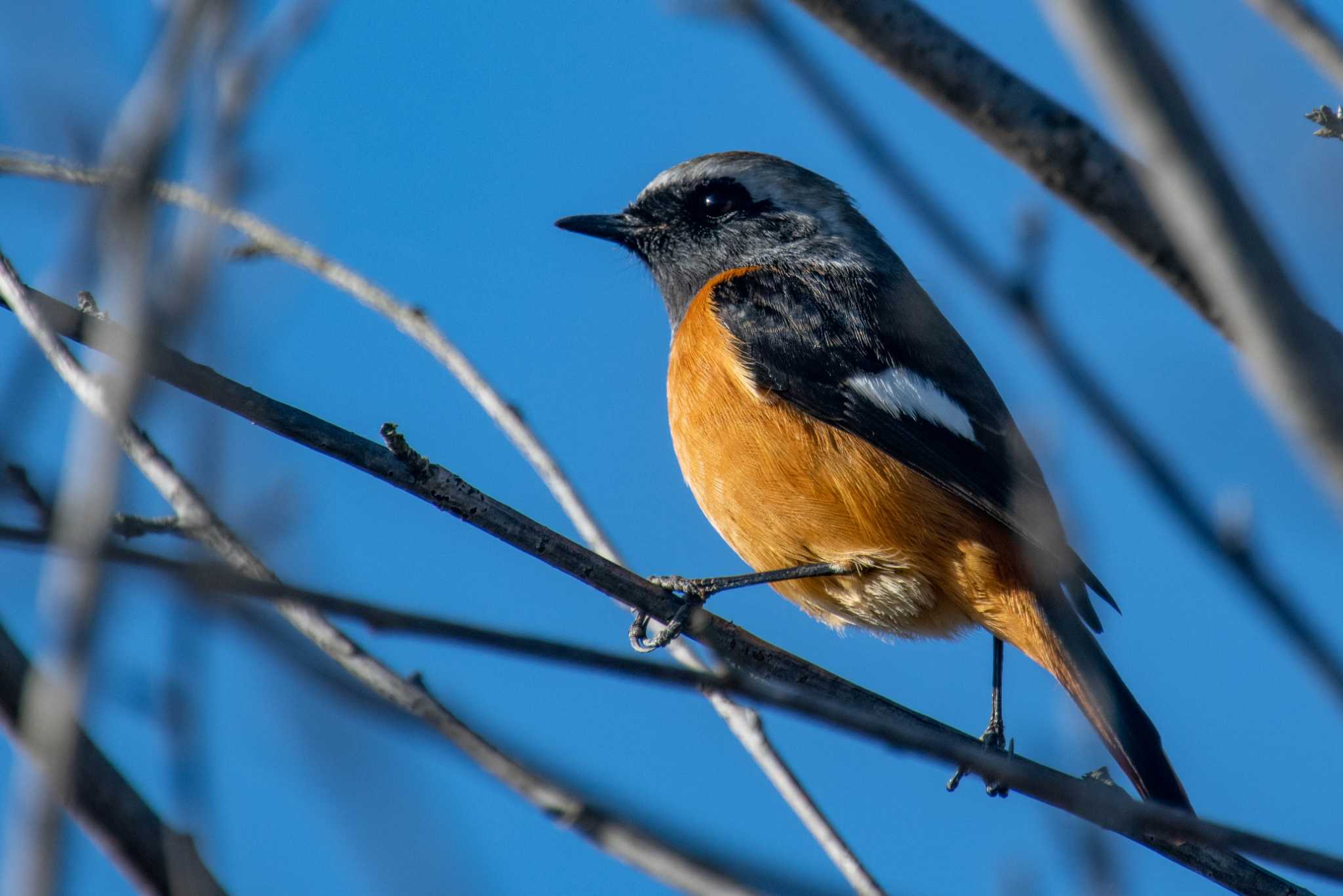 Photo of Daurian Redstart at 馬見丘陵公園 by veritas_vita