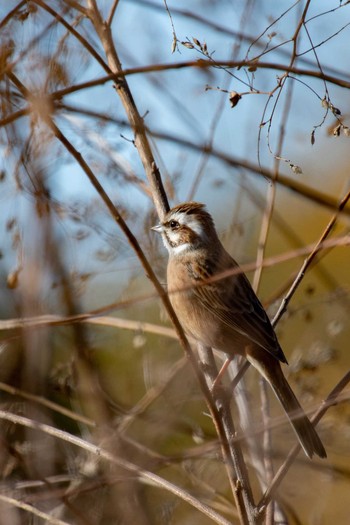 Meadow Bunting 馬見丘陵公園 Fri, 12/4/2020