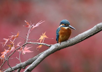 カワセミ 薬師池公園 2020年12月3日(木)