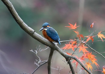 カワセミ 薬師池公園 2020年12月3日(木)