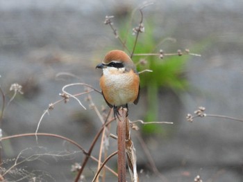 Bull-headed Shrike 浅川 Sat, 12/5/2020