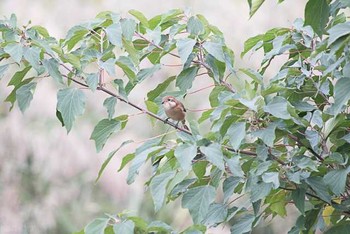 モズ 東京港野鳥公園 2016年10月23日(日)