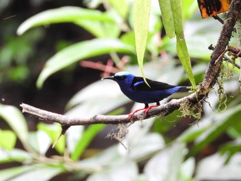 Red-legged Honeycreeper コスタリカ Tue, 1/14/2020